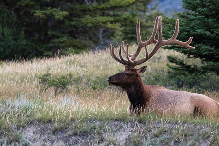 在加拿大艾伯塔省贾斯珀国家公园的野生草地上休息的公牛麋鹿与宏伟的架子