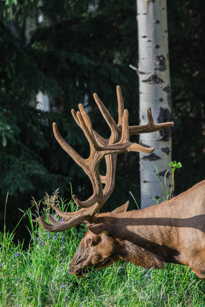 加拿大艾伯塔省班夫国家公园的大公麋鹿