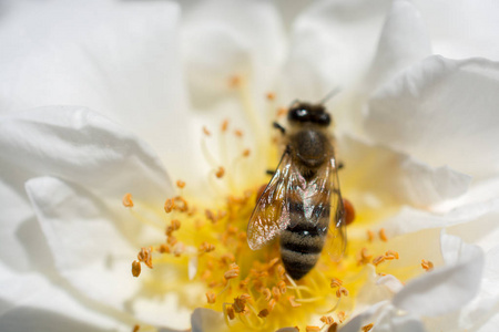 蜜蜂以美丽的五颜六色的花粉为食