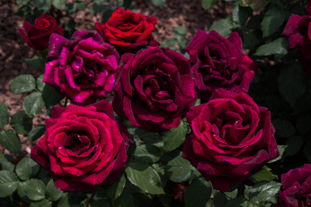 花园背景中盛开着美丽的彩色玫瑰