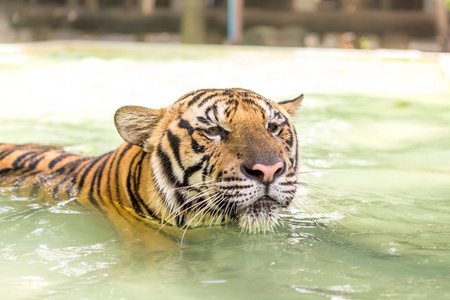 老虎是一种不可思议的自然动物。 亚洲。