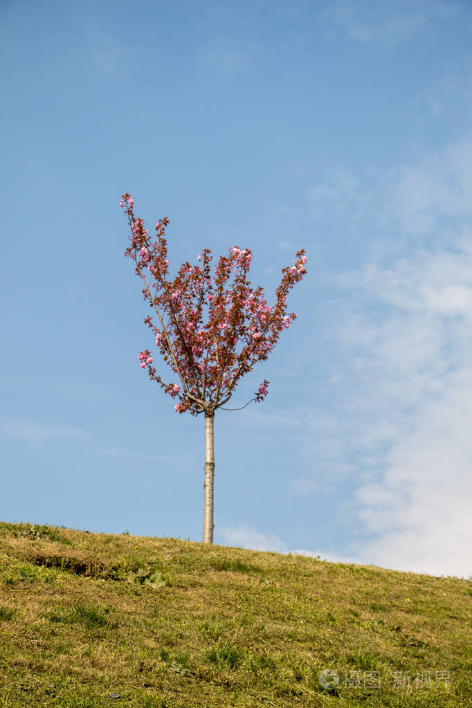 在花园里开花的小树
