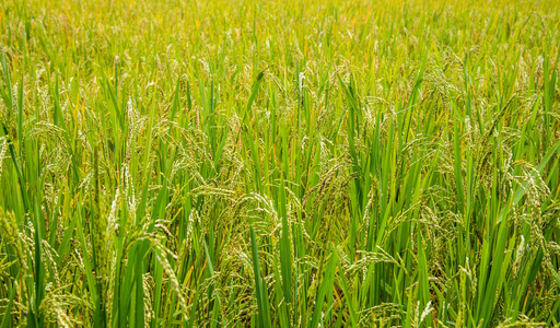 成熟稻田的图像在白天的时间为背景。