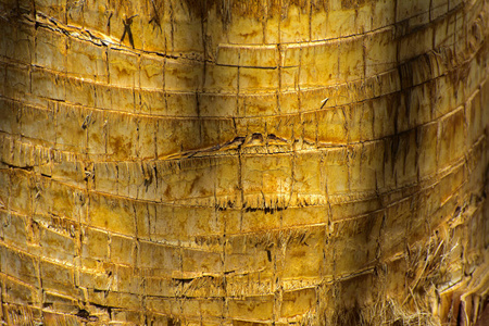 棕榈树树皮的背景。 在混乱的抽象设计中关闭树皮的碎片。 在异国情调夏季放松屏幕保护壁纸的创意背景类别中。