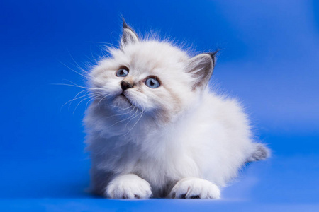 蓝色小猫图片
