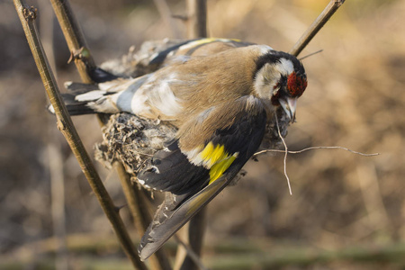 虎雀一只死金雀.鸟死在巢里.照片