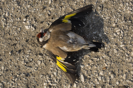 鸟在路上被杀了.照片