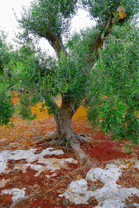 意大利南部萨伦托阿普利亚地区的古老橄榄树