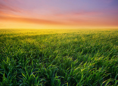 日出时田野上的草。 夏季农业景观