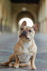 法国斗牛犬坐在地板上仰望。 年轻的男性好奇的法国人在一个建筑走廊。