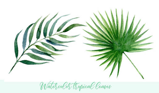 水彩热带树叶套装。 手绘异国情调的绿色植物孤立在白色背景上。 植物剪辑艺术。