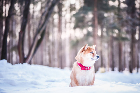犬的狗坐在雪上, 美丽的冬天