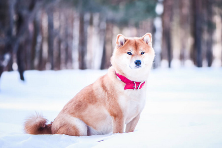 犬的狗坐在雪上, 美丽的冬天