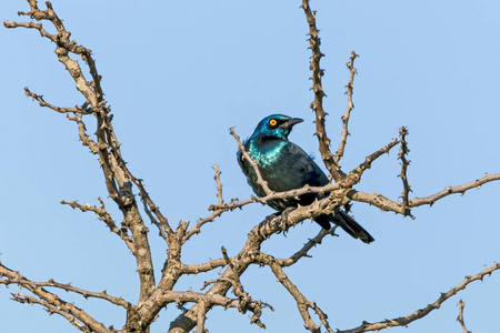 长尾光泽的八哥在干燥光秃秃的树枝上栖息的有光泽的八哥鸟照片