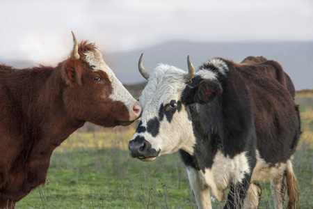 奶牛在绿色的牧场上放牧。
