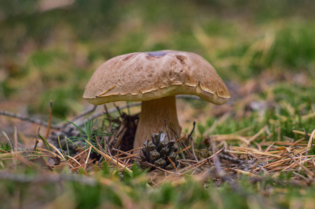 森林里的年轻牛肝菌蘑菇
