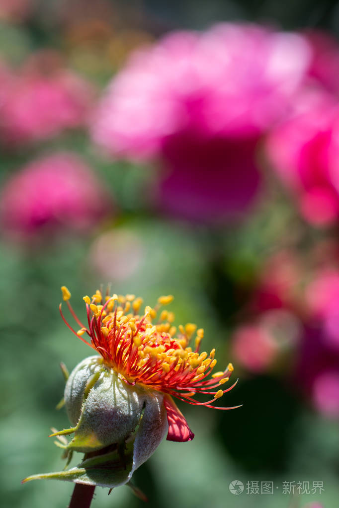 春天花园里没有花瓣的玫瑰花