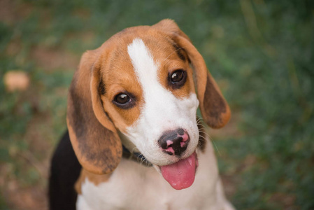 关闭可爱的小猎犬在花园里玩耍