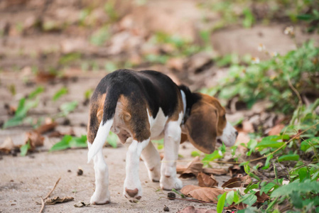 关闭可爱的小猎犬在花园里玩耍