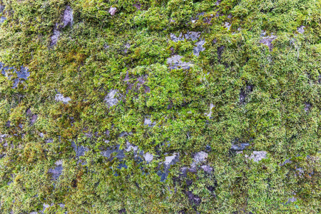 墙上有绿色的苔藓。 苔藓背景纹理