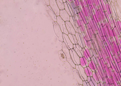 粉红色植物细胞