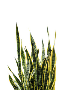 Sansevieria 龟或蛇植物在白色背景下与修剪路径隔离