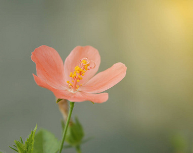 背景模糊的芙蓉花