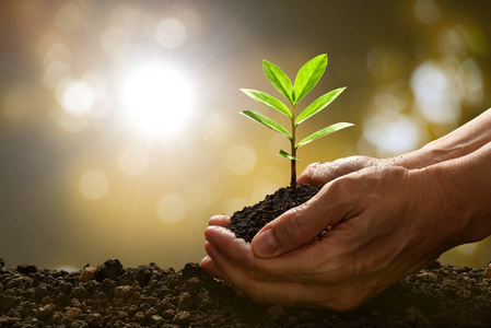 在大自然背景下,双手捧着绿色的年轻植物照片