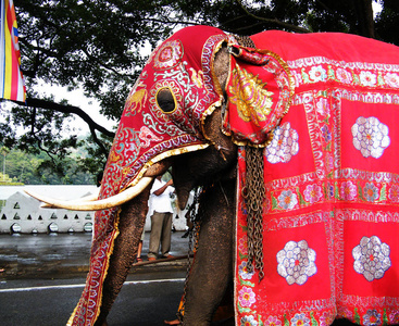 穿着漂亮衣服的大象Kandy斯里兰卡