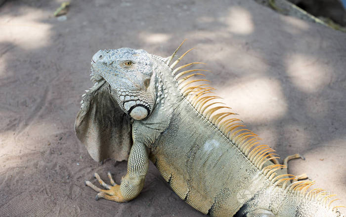 动物园里的野生巨型鬣蜥