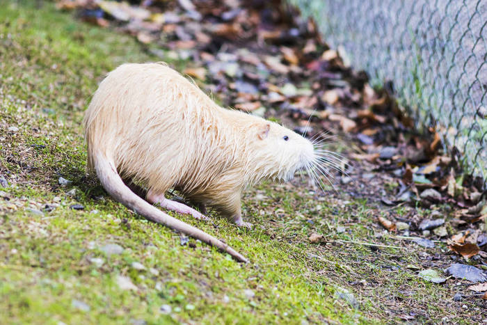 海狸鼠海狸鼠海狸鼠在德国