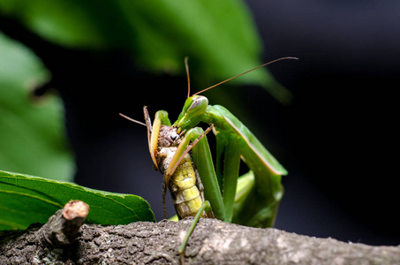 螳螂目图片
