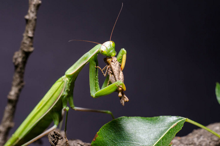大螳螂图片