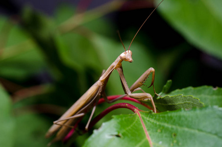 单色螳螂虾螳螂吃蚱蜢棕色螳螂祈祷螳螂在捷克共和国矢量装饰螳螂虾