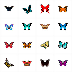 一套蝴蝶现实的符号与 polyommatus 伊卡洛斯, 紫罗兰翅, 粉红色翼和其他图标为您的 web 移动应用程序徽标设计