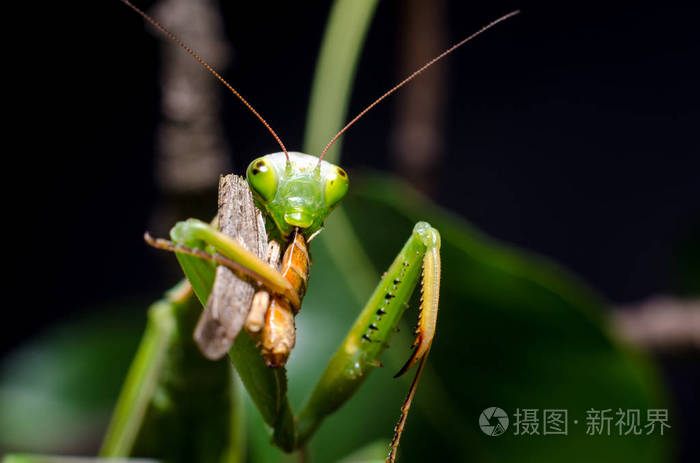 螳螂吃蚱蜢
