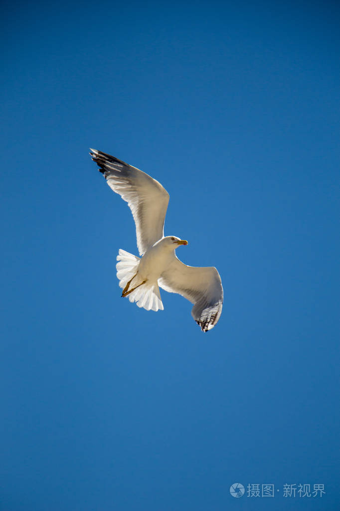 一只海鸥以蓝天为背景飞翔