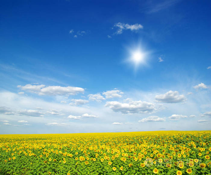 向日葵和蓝色太阳滑雪场