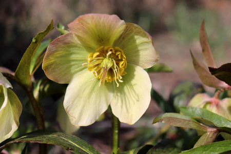 铁在有机花园。尽管名字如冬玫瑰, 圣诞玫瑰和大斋节玫瑰 hellebores 与玫瑰家族蔷薇没有密切关系. 许多嚏根草物种有毒