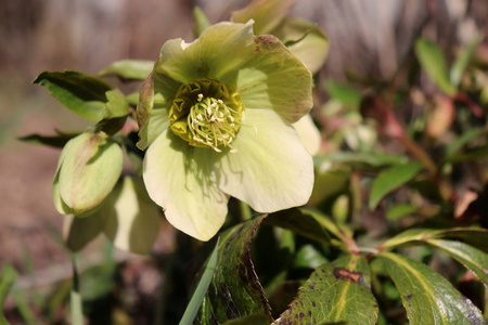 铁在有机花园。尽管名字如冬玫瑰, 圣诞玫瑰和大斋节玫瑰 hellebores 与玫瑰家族蔷薇没有密切关系. 许多嚏根草物种有毒