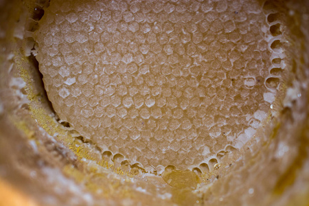 密封梳子框架内的甜鲜蜂蜜