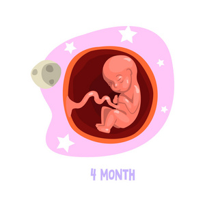 胎生过程简笔画图片
