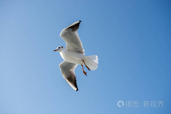 一只海鸥以天空为背景飞翔