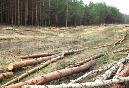 环境 自然和森林砍伐森林的砍伐树木