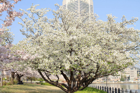 日本横滨地标塔和樱花