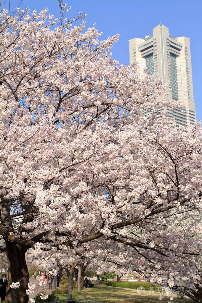 日本横滨地标塔和樱花