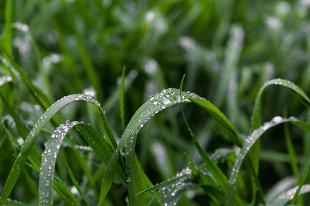 新鲜的绿草, 露水滴近。雨后, 淡水 driops 在青草上。草地上淡淡的晨露
