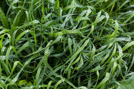 新鲜的绿草, 露水滴近。雨后, 淡水 driops 在青草上。草地上淡淡的晨露