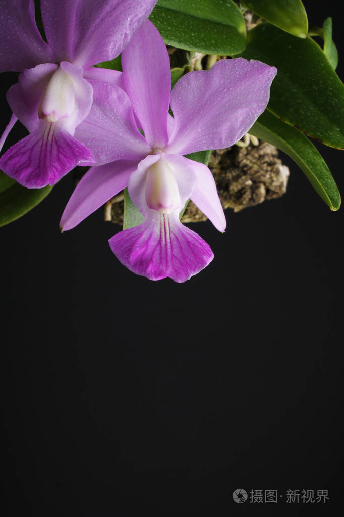 黑色背景上的兰花