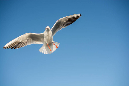 一只海鸥以蓝天为背景飞翔